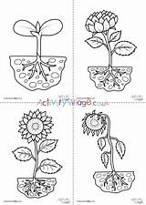 Sunflower Colouring Pages Cycle Activity Plant Sunflowers Village Explore Flowers sketch template