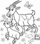 Coloring Pages Their Animals Babies Goat Baby Animal Boer Color Getcolorings Printable Getdrawings Colorings Print sketch template