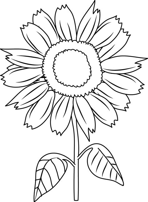pretty sunflower coloring page  clip art