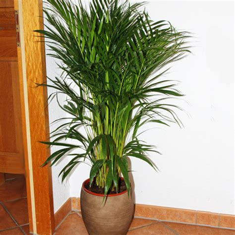 zimmerpalme chrysalidocarpus lutescens areca palme zimmerpflanze