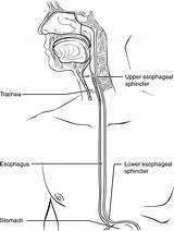 Esophagus Pharynx Mouth Sphincter Esophageal Stomach Lower Food Diagram Upper Labeled Through Movement Passage Biology sketch template