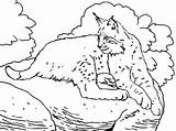 Coloring Pages Bobcat Laying Down Color sketch template