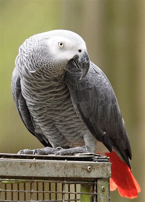 african grey biological science picture directory pulpbitsnet