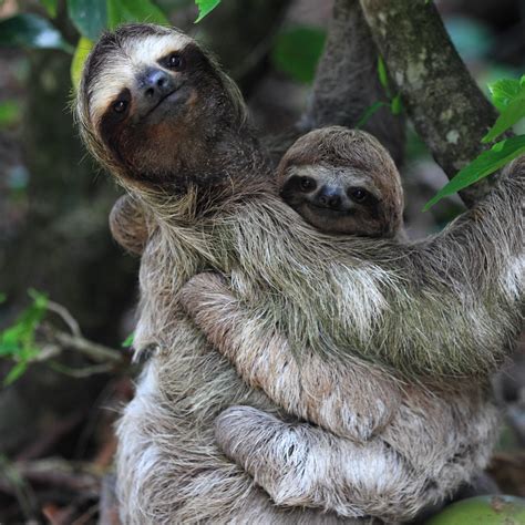 adorable sloth pictures     life readers digest
