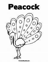 Peacock Coloring Pages Outline Colouring Kids Comments Coloringhome sketch template