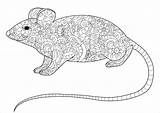 Rat Coloring Mandala Adult Pages Mouse Zentangle Coloringbay Mouses Little sketch template
