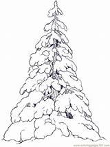 Tree Snow Coloring Evergreen Trees Covered Drawing Pages Printable Color Christmas Pine Snowy Evergreens Clipart Reversed Drawings Illustration Colouring Winter sketch template