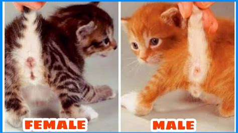 Male Or Female Cat Gender Identification Cat Sex Identification