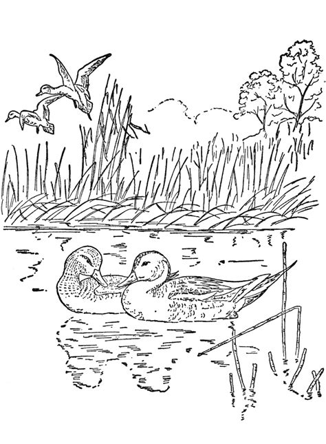 nature coloring pages  adults  print