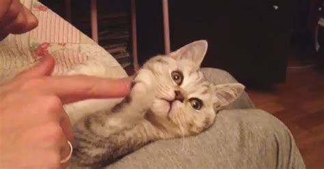 Fully Posable Kitten Video Huffpost Uk
