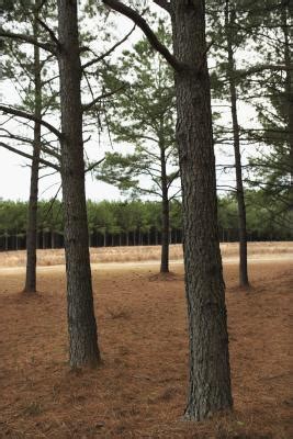 grow longleaf pines  cuttings home guides sf gate