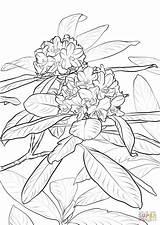 Coloring Rhododendron State Flower Washington Pages Pacific Drawing Coast Azalea Printable Book Redskins Capitals Oregon Getdrawings Flowers Indiana West Color sketch template