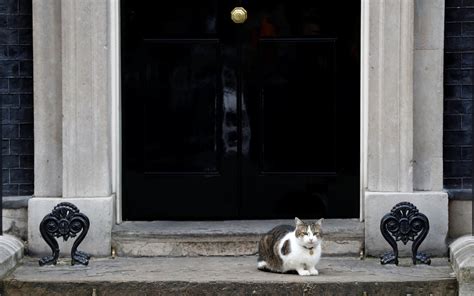 larry  downing street cat  pressure  rat filmed scurrying
