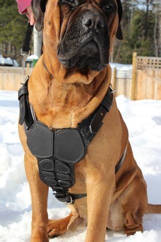 body armor harness dog armor body armor harness