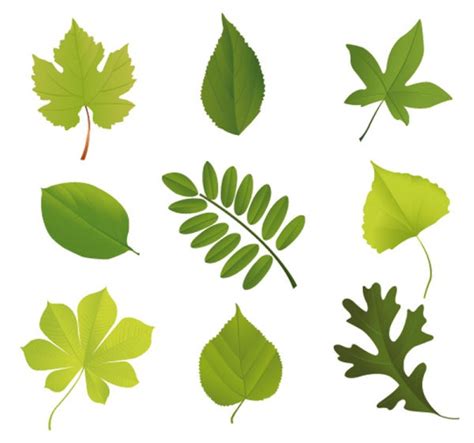 leaf shape vector material   photoshop world