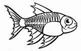 Fish Xray Tetra Cartoon Ray Character Coloring Drawing Outline Animal Animals Clipart Clip Kids Kindergarten Drawings Illustration Graphicriver Visit Book sketch template