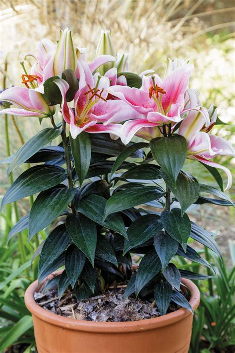 oriental lily plant growing lilies lily plants plant care houseplant