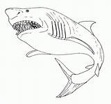 Requin sketch template