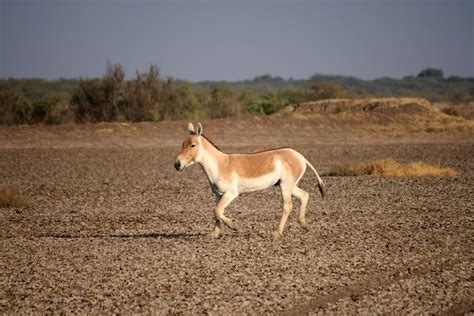File Asiatic Wild Ass  Wikimedia Commons