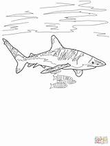 Shark Coloring Pages Reef Drawing Kids Tipped Whitetip Oceanic Printable Thresher Super Template Designlooter Easy Drawings Facts Clip 981px 94kb sketch template
