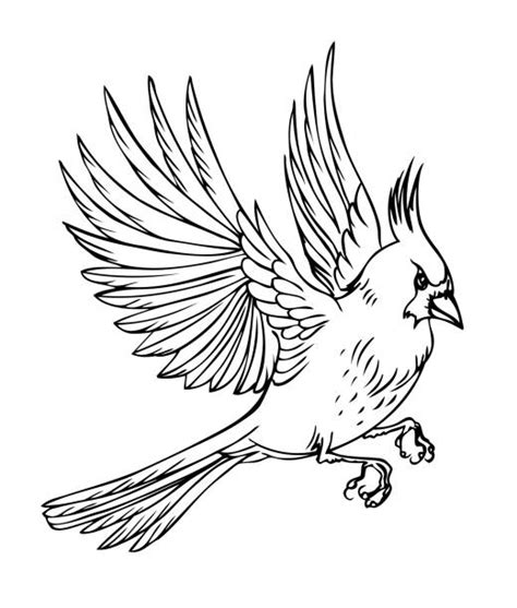 drawing   female cardinal bird illustrations royalty  vector