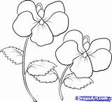 Violet Coloring Flower Violets Pages Getcolorings Draw Single Color sketch template