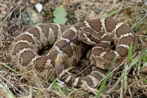 bay nature magazine baby rattlesnakes  dangerous  adults