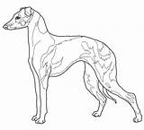 Coloring Pages Greyhound Italian Whippet Dog Hound Face Drawing Color Dogs Getcolorings Printable Getdrawings Fascinating Template Supercoloring sketch template
