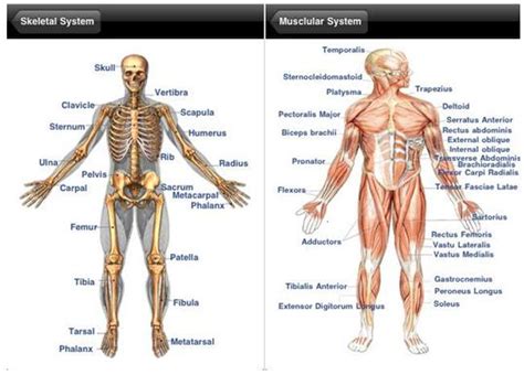 imu  learning    human anatomy app   ipadphonepod