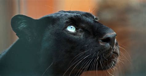 image result  zwarte panter black panthers feline color img flickr result animals xmas
