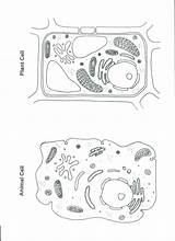Ciencias Cellula Celula Animale Membrane Tejidos Science Pflanzenzelle Zelle Educativo Pulpbits Answer Eukaryoten Prokaryoten Vgl Excel Biología Aula Tierische Microscopio sketch template