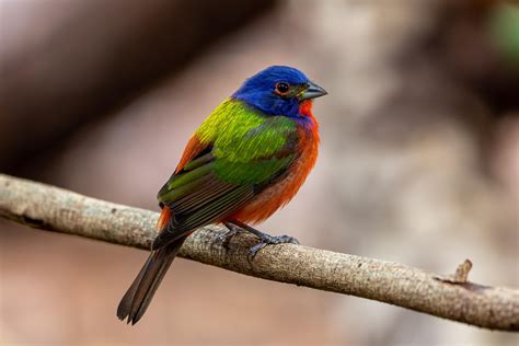 painted buntings finally arrived   area rbirding