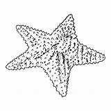 Coloring Star Seaweed Sea Starfish Pages Getcolorings Printable Getdrawings sketch template