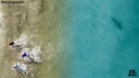 drone reveals shark swimming  photographers children  florida