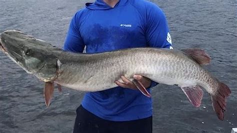 lake vermilion monster muskie   mn catch  release record twin
