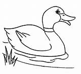 Duck Kids Coloring Cartoon Clip Library Clipart Wild Color sketch template