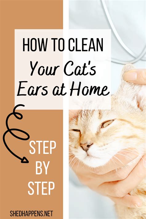 clean cats ears   clean cat ears cat ears cat