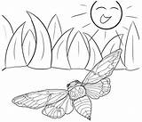 Cicada Coloring Flying Pages sketch template