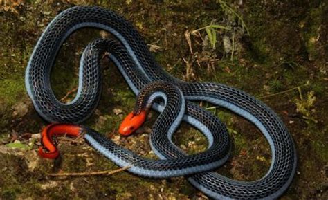 venomous paradox  deadly  australias snakes