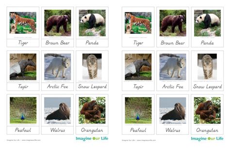 asia animals map yellowimages mockups