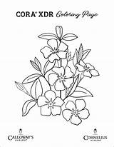 Vinca Cora Xdr Coloring Summer Click Flowers Plant Calloways sketch template