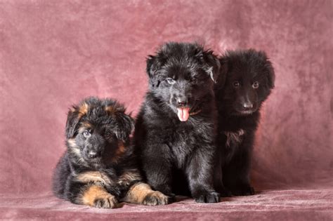 german shepherd puppies change color german shepherd dog hq