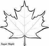 Leaf Leaves Drawing Fall Easy Outline Maple Simple Tree Cartoon Jungle Coloring Pages Oak Draw Autumn Drawings Clipartmag Getcolorings Printable sketch template