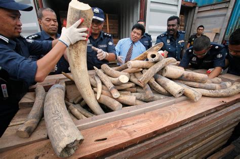 huge ivory stash  seized  malaysia   york times