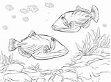 Balestra Pesce Balistes Coloriages Poissons Printmania sketch template