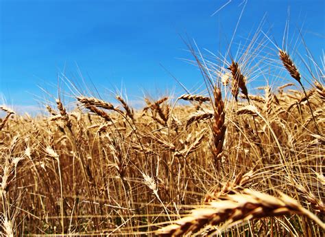ksu winter wheat varieties   fall planting kneb