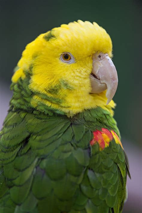 small yellow  green parrot