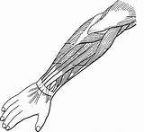 Muscles Unlabeled Brazo Forearm Biologycorner Anatomical Forocoches Labeled Carpi Tribales Flexing Entero Flexor Ulnaris Physiology sketch template