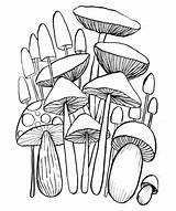 Cogumelo Doodles Mushroom Seta Colorear Vecteur Libro Champignons Cahier sketch template