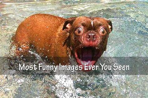 funny images    list bark